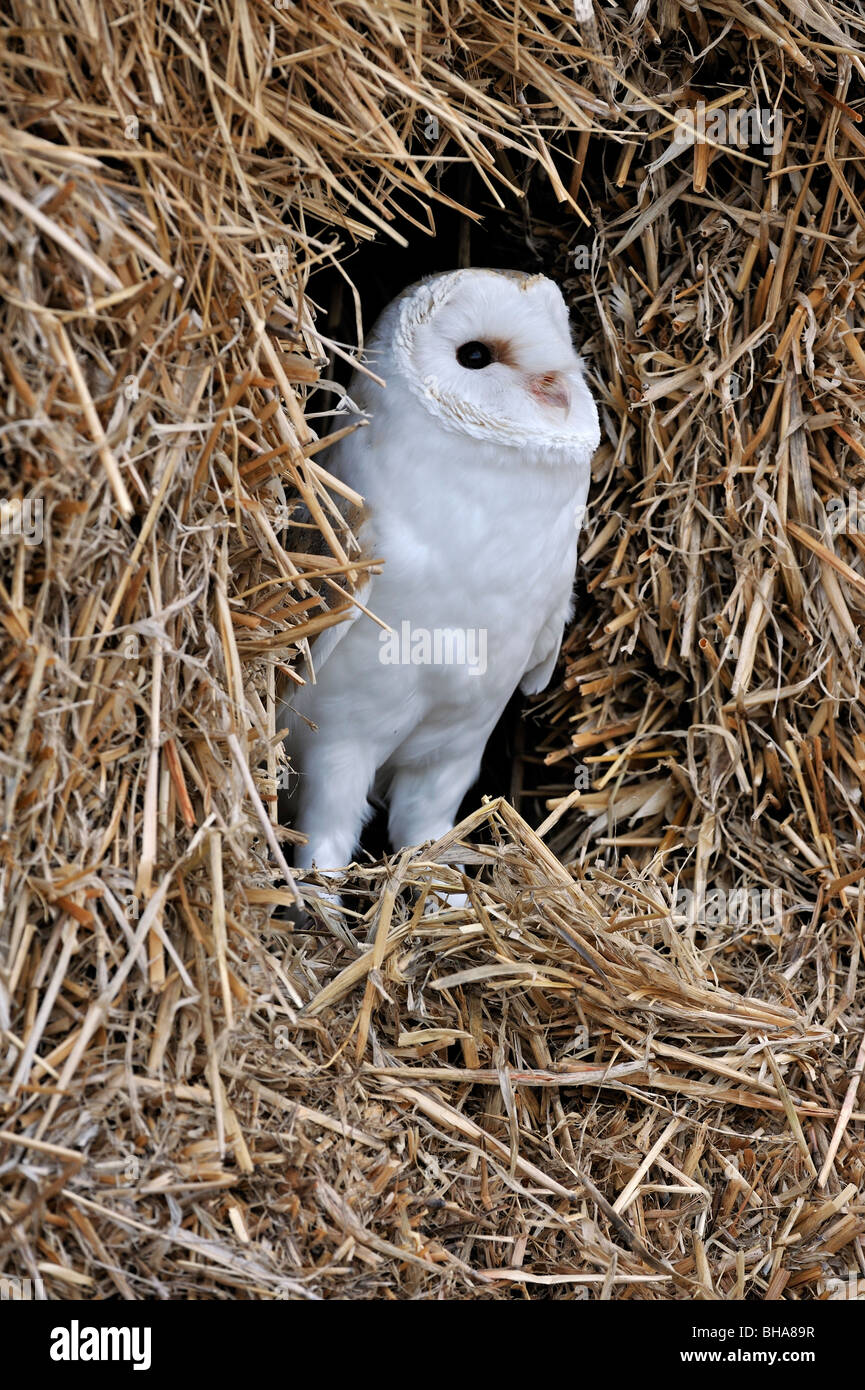 Nesting Barn owl (Tyto alba) looking curiously through gap in haystack in barn at farm, England, UK Stock Photo