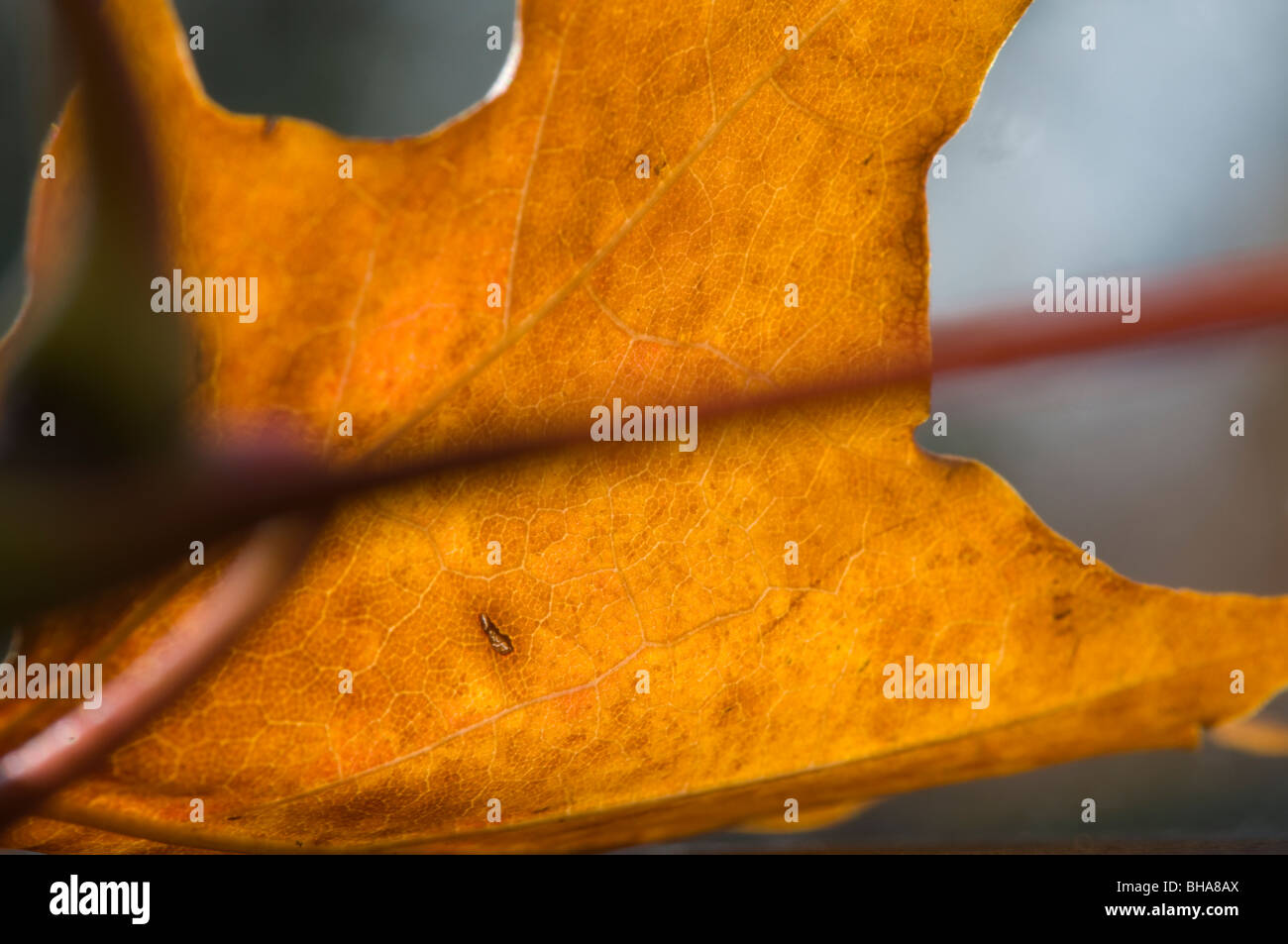 Fall leaf image hi-res stock photography and images - Alamy
