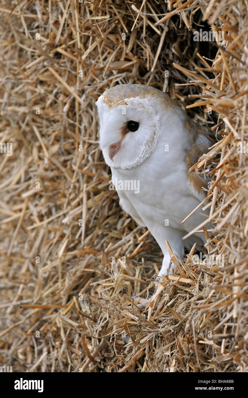 Nesting Barn owl (Tyto alba) looking curiously through gap in haystack in barn at farm, England, UK Stock Photo