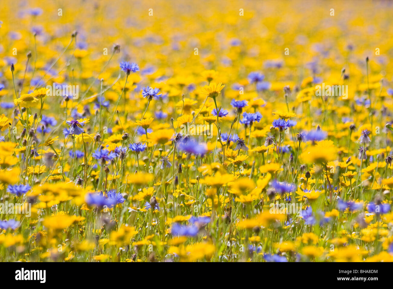 Marigold: Check in Cornflower Marigold: Check in Cornflower