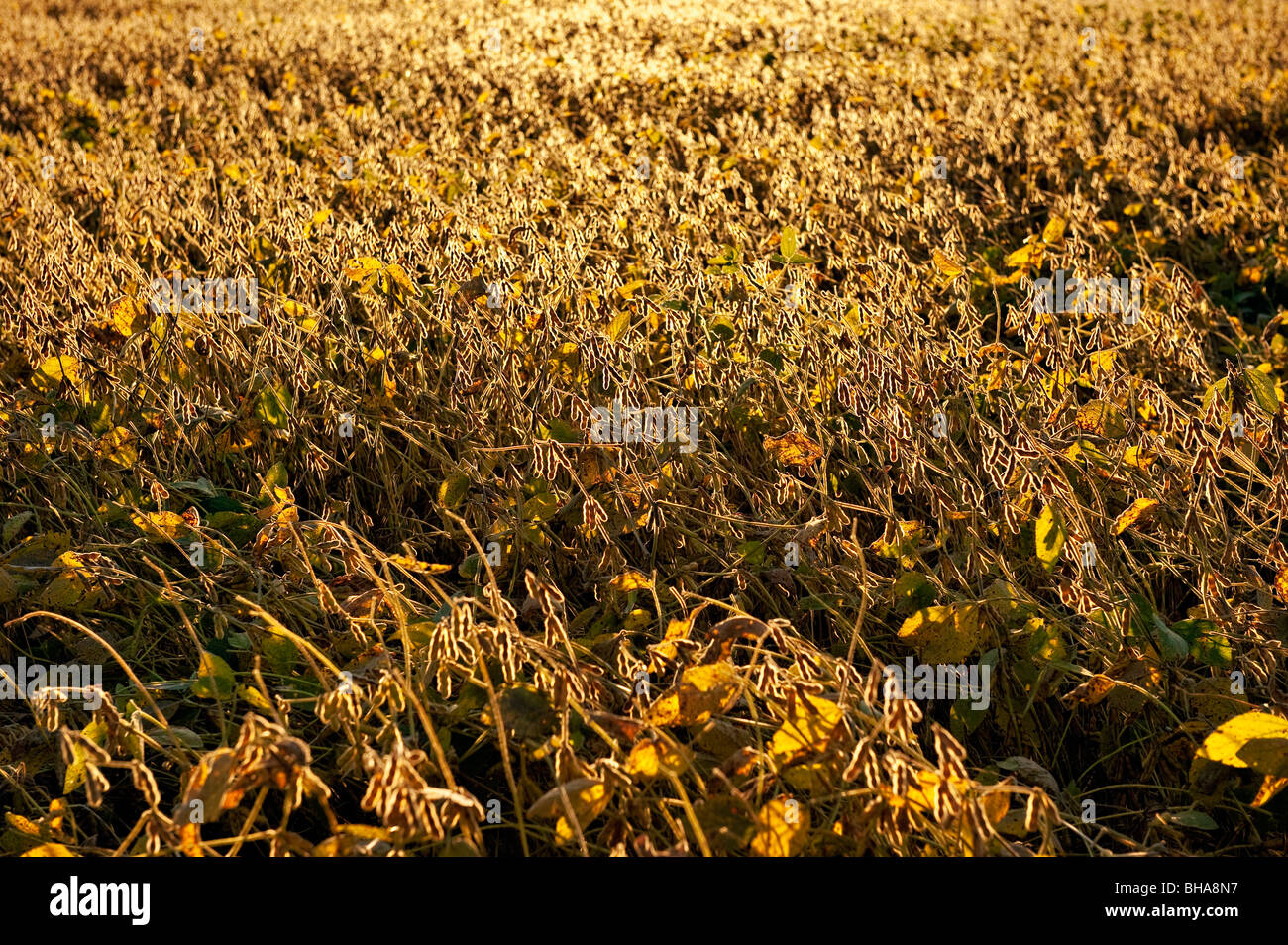 Soybean crop ready for harvest Stock Photo Alamy