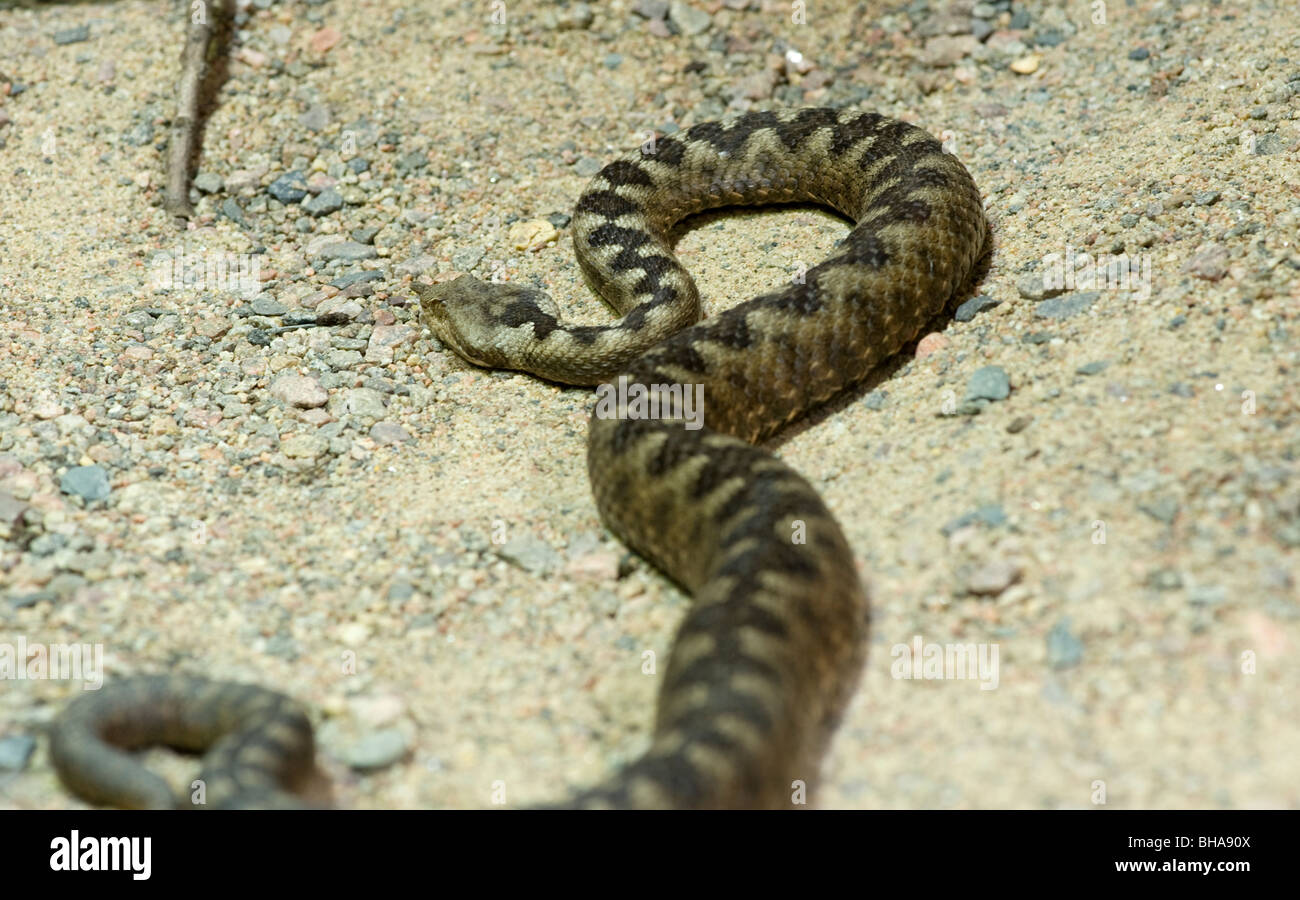 Sandviper, long nosed viper (Vipera ammodytes) Stock Photo