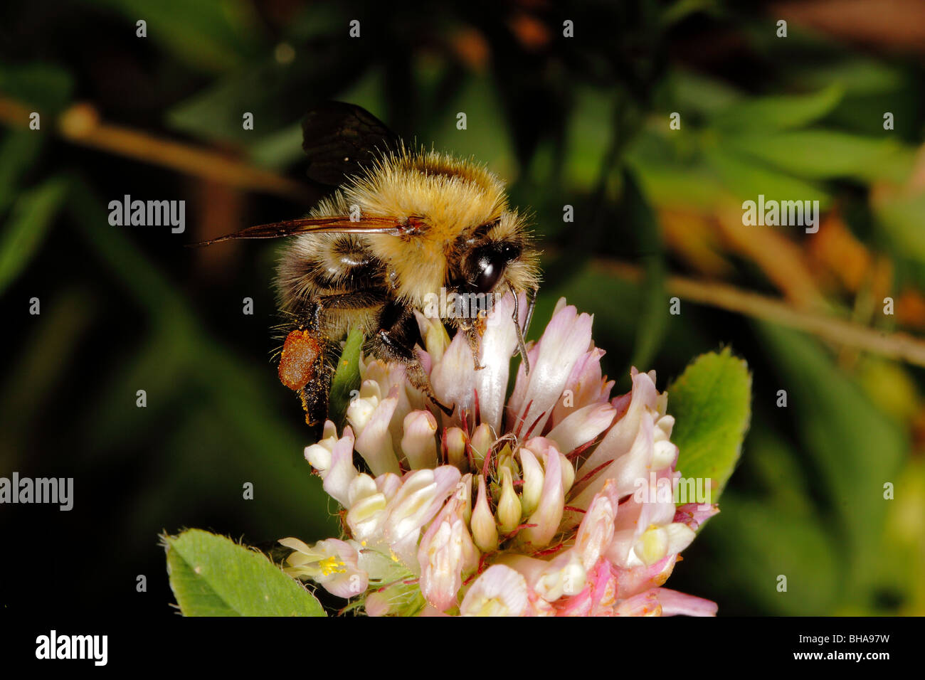 Bee gathering pollen in a pink clover flower Stock Photo