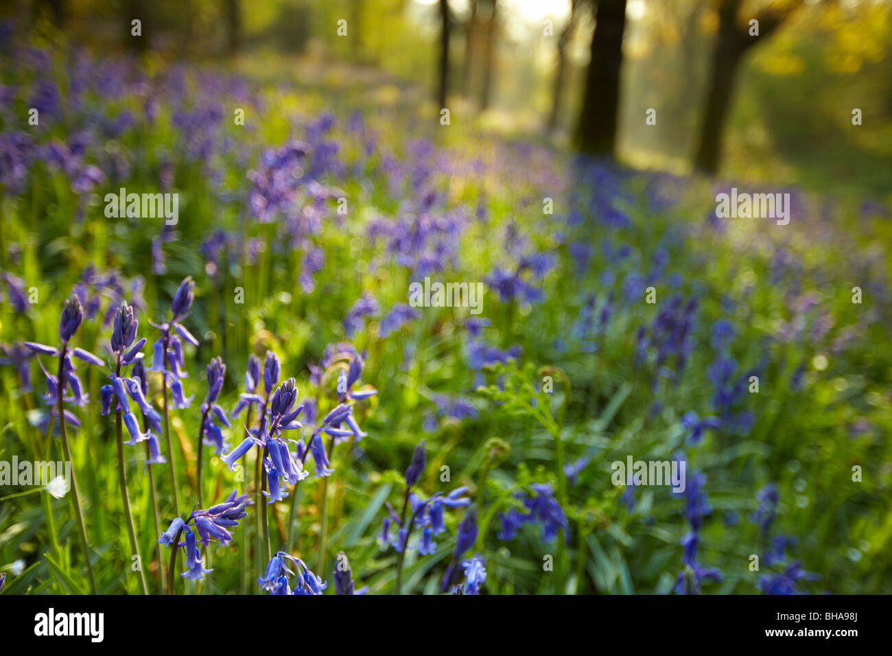 first light in the bluebell woods at Batcombe, Dorset, England, UK Stock Photo