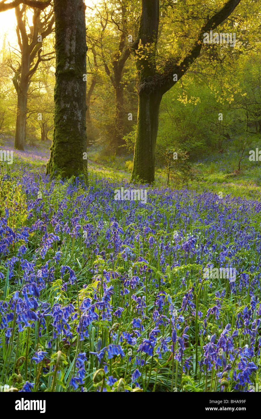Bluebells hires stock photography and images Alamy