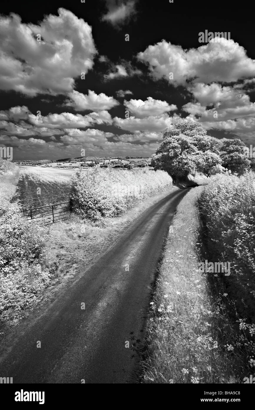 a country lane, nr Up Cerne, Dorset, England, UK Stock Photo