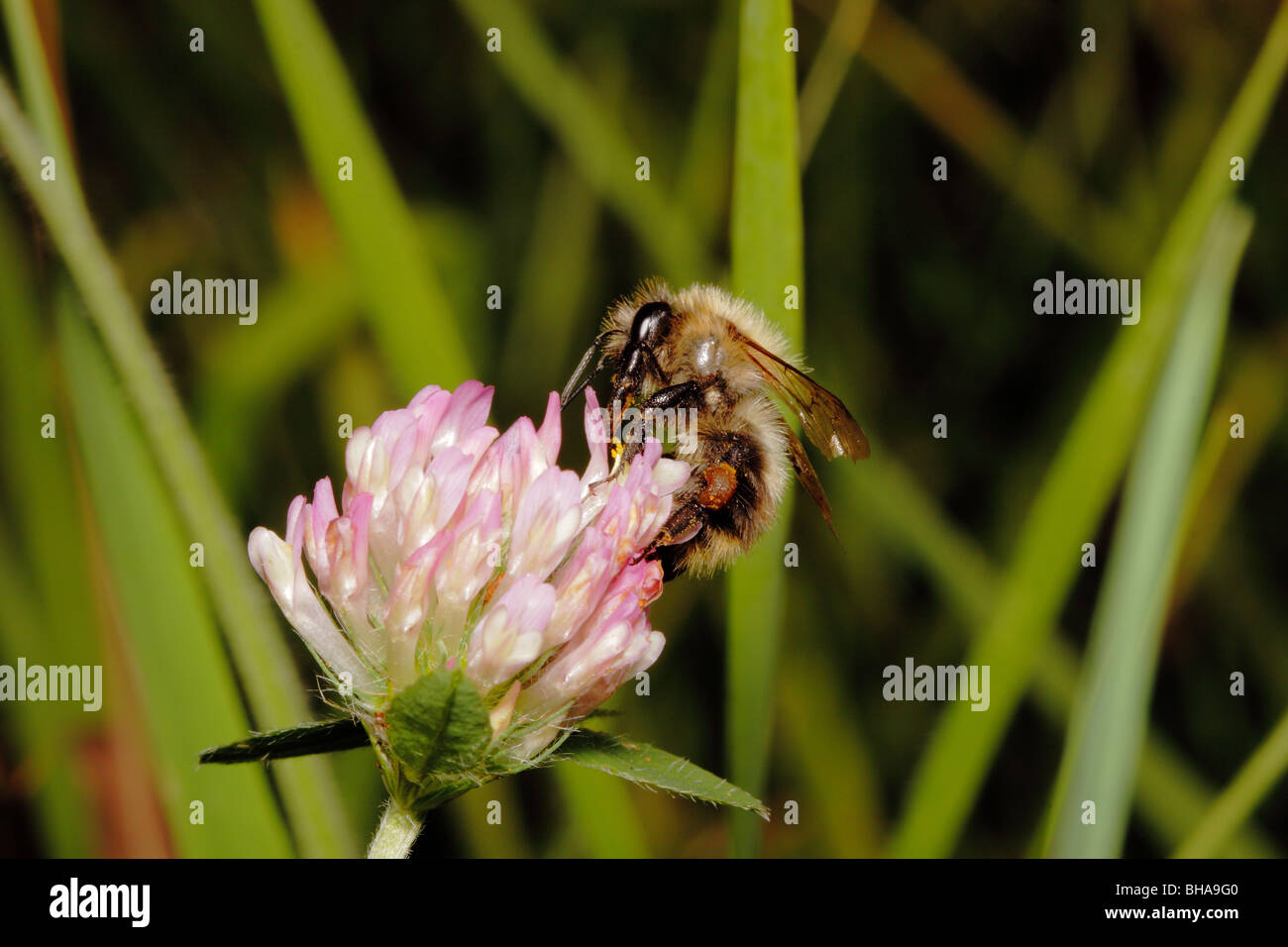 Bee gathering pollen in a pink clover flower Stock Photo
