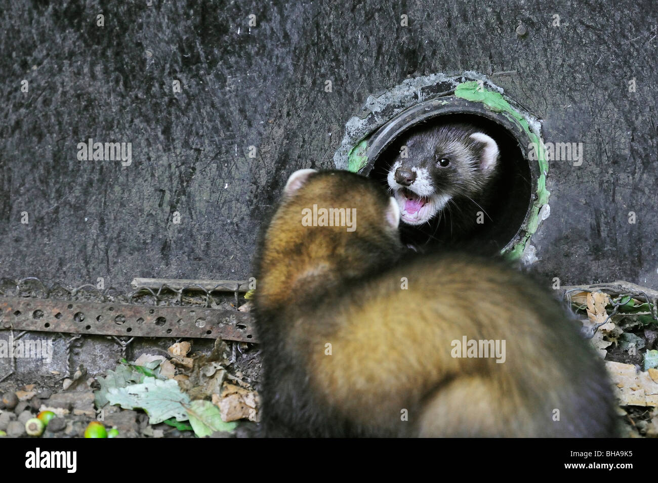 European polecats (Mustela putorius) emerging from drainpipe, UK Stock Photo