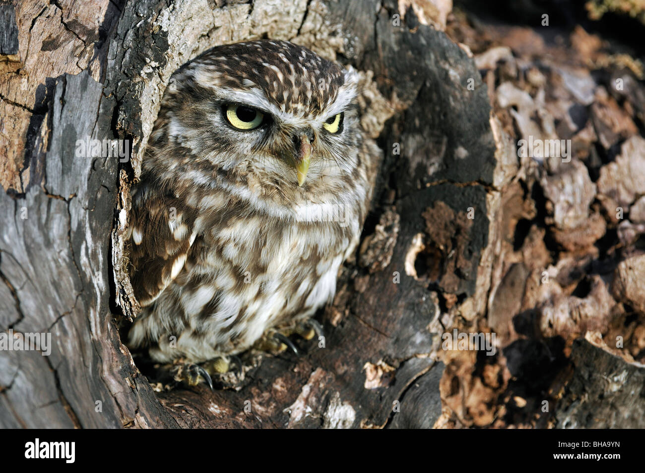 Close up of nesting Little owl (Athene noctua) sticking head out to peer from nest hole in hollow tree cavity Stock Photo