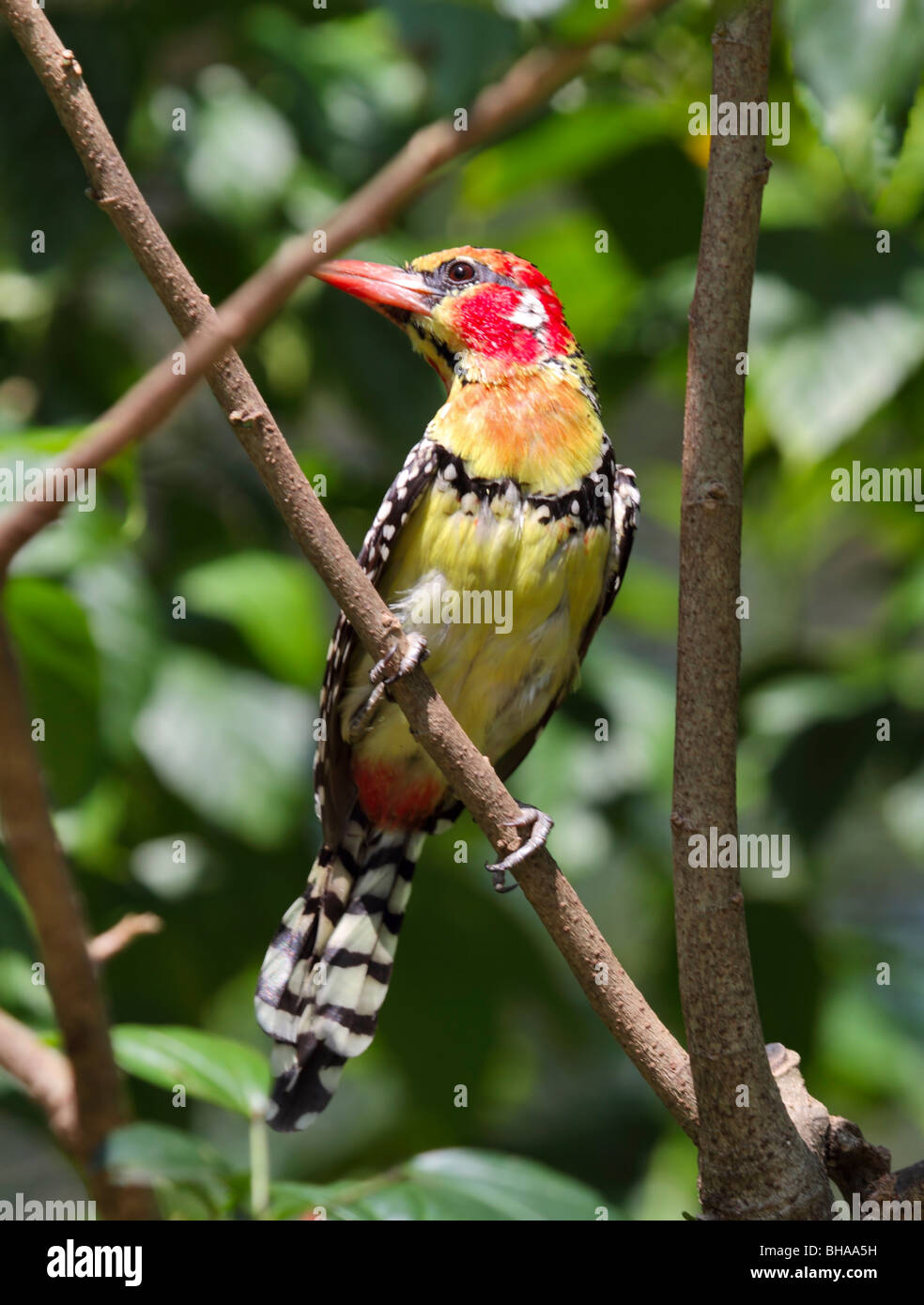Red and Yellow Barbet, Trachyphonus erythrocephalus, male Stock Photo