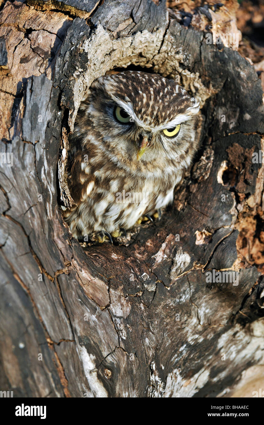 Close up of nesting Little owl (Athene noctua) sticking head out to peer from nest hole in hollow tree cavity Stock Photo