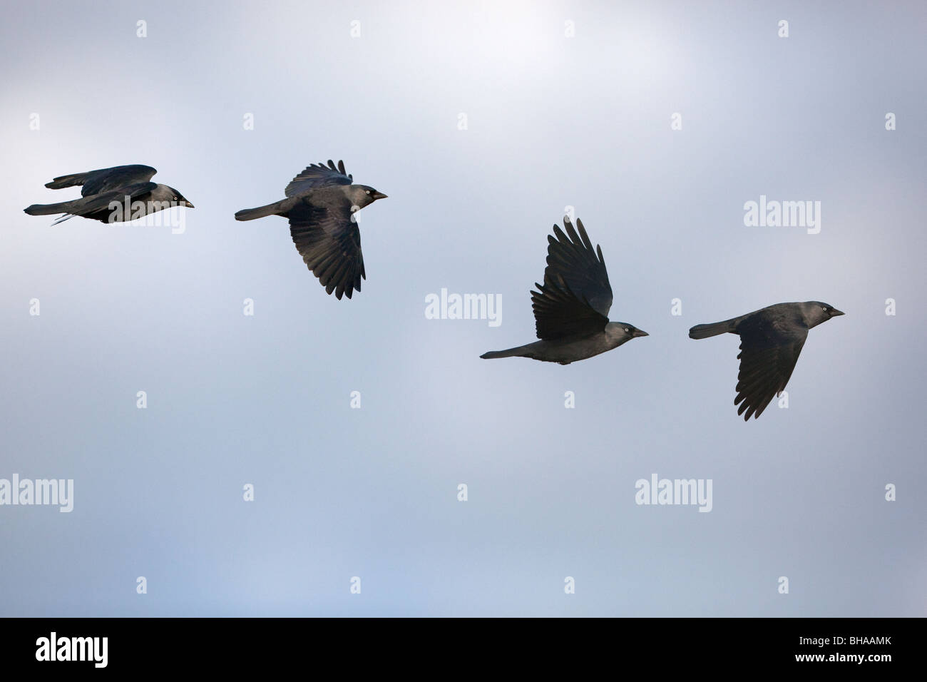 A group of Jackdaws Corvus monedula in flight Stock Photo Alamy