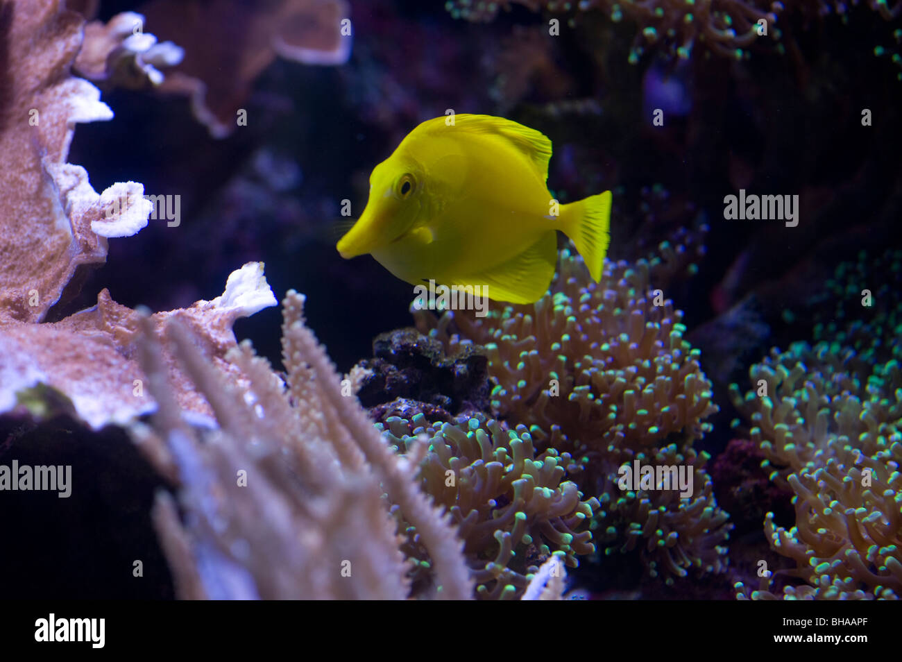 Yellow angelfish hi-res stock photography and images - Alamy