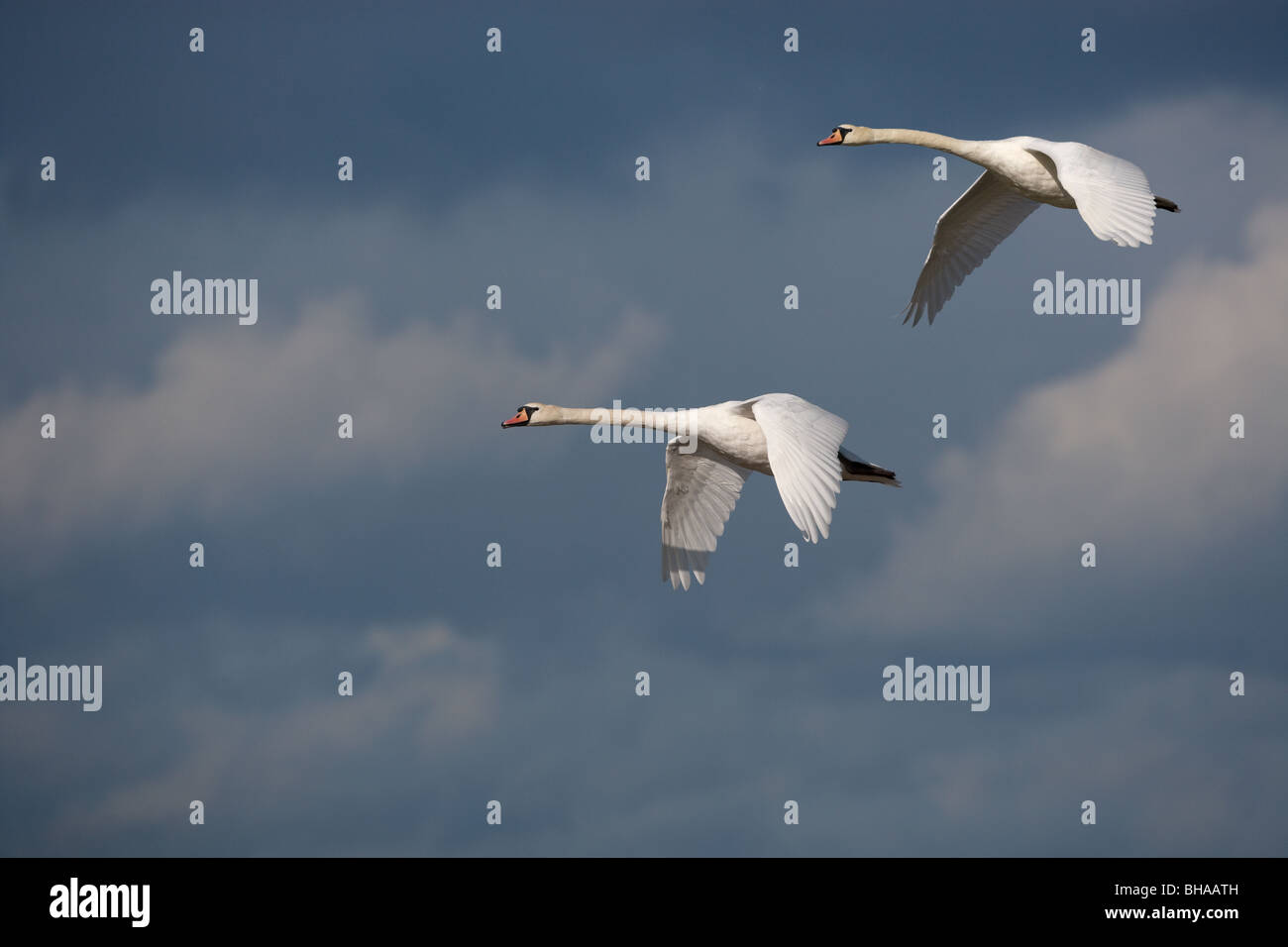 A pair of Mute Swans Cygnus olor In Flight Stock Photo