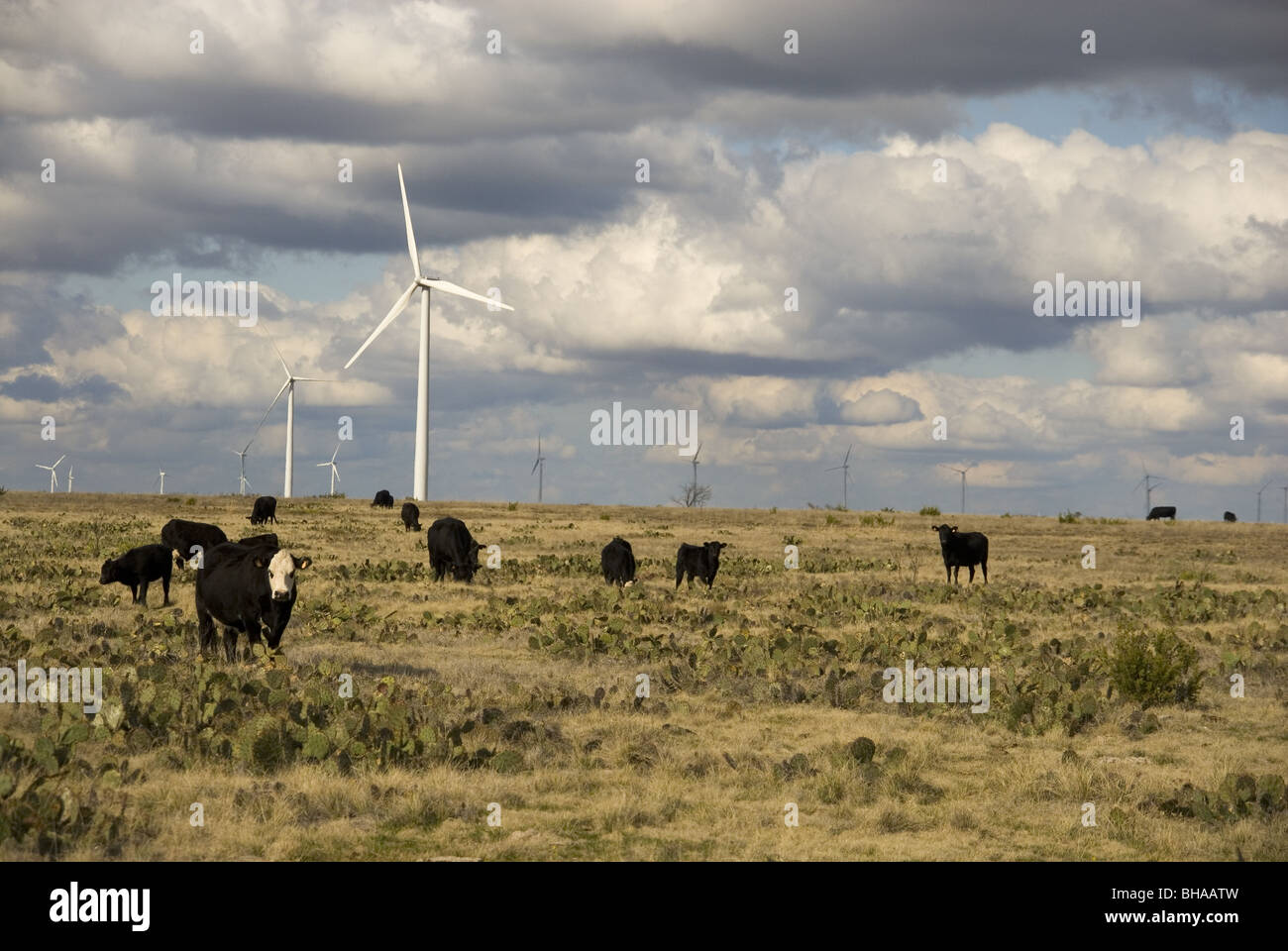 Cows in front Power Generating Wind Turbines Stock Photo - Alamy