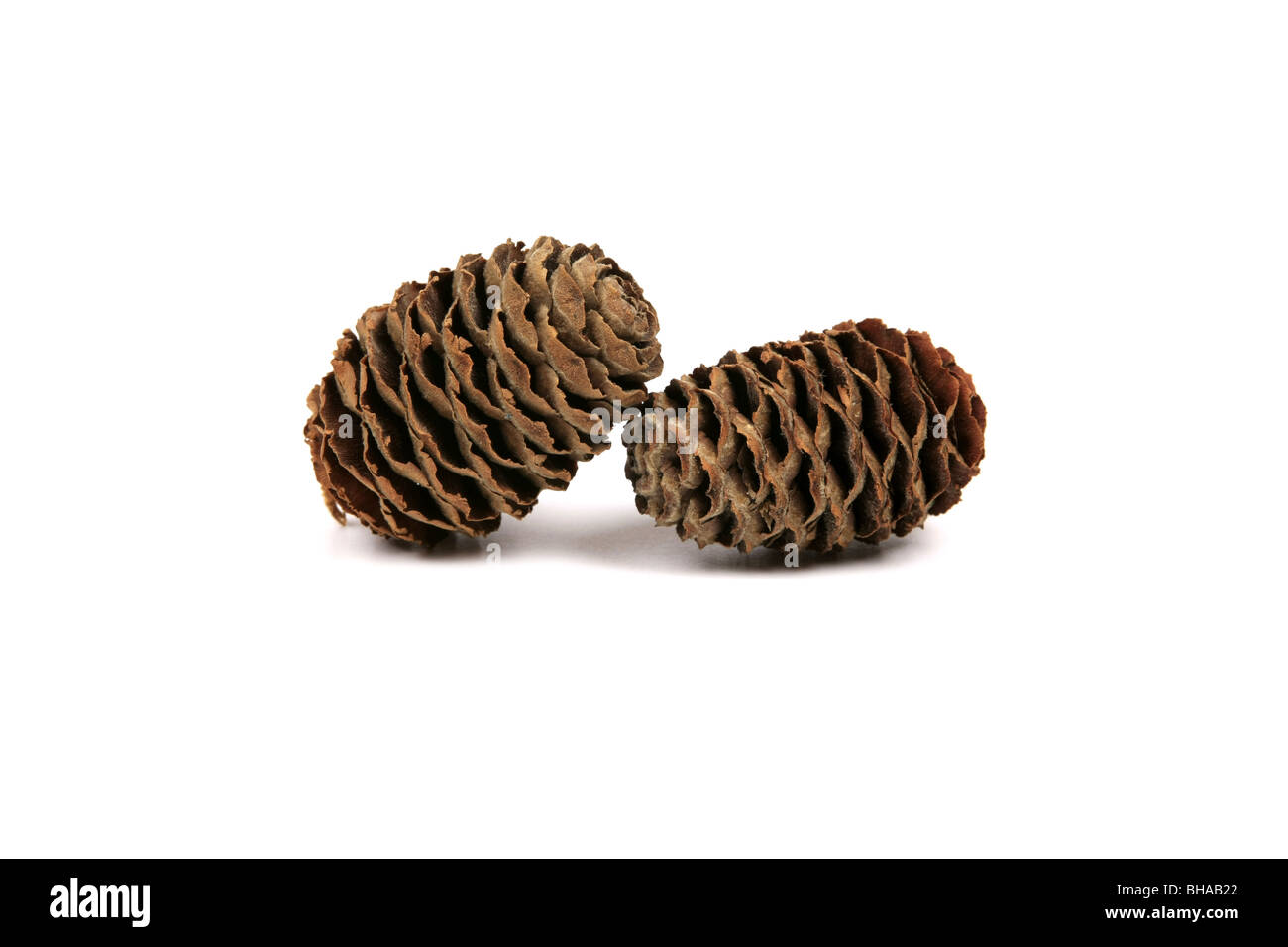 Fir Tree Cones against a white background Stock Photo