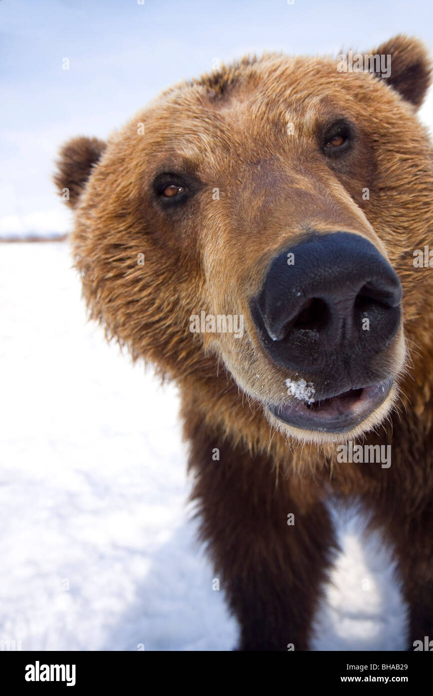 CAPTIVE Extreme close-up of brown bear at the Alaska Wildlife Conservation Center, Southcentral Alaska, Winter Stock Photo