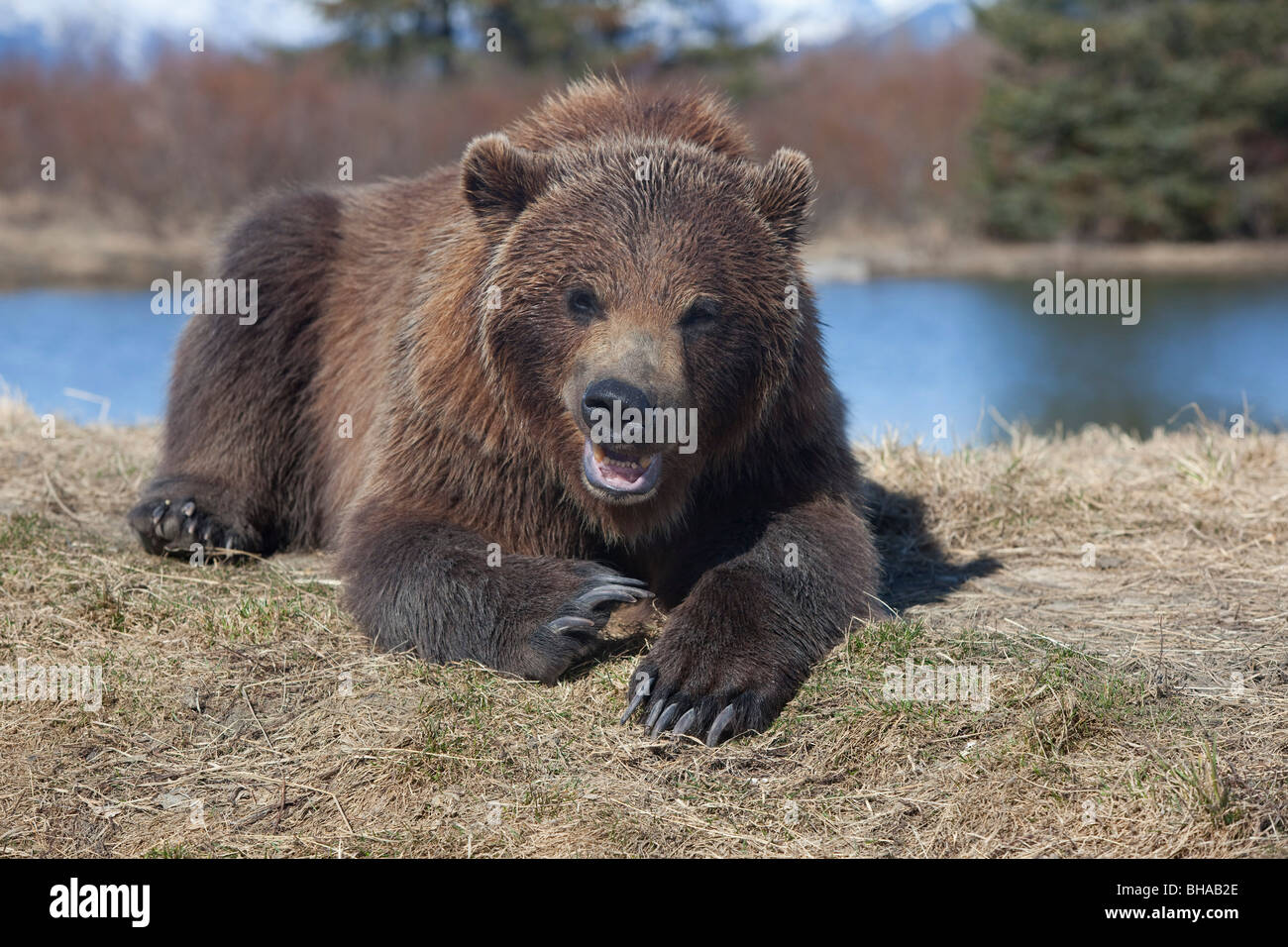 Grizzly bear laying in grass and snarling, Alaska Wildlife Conservation Center, Southcentral, Spring, CAPTIVE Stock Photo