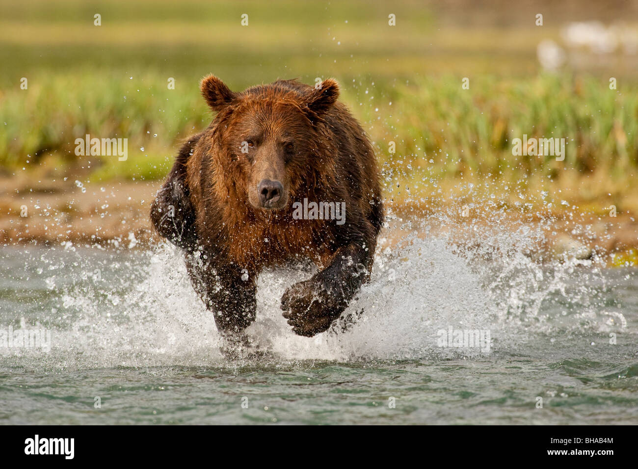 Coastal Grizzly bear fishing at Geographic Harbor, Katmai National Park, Alaska Stock Photo