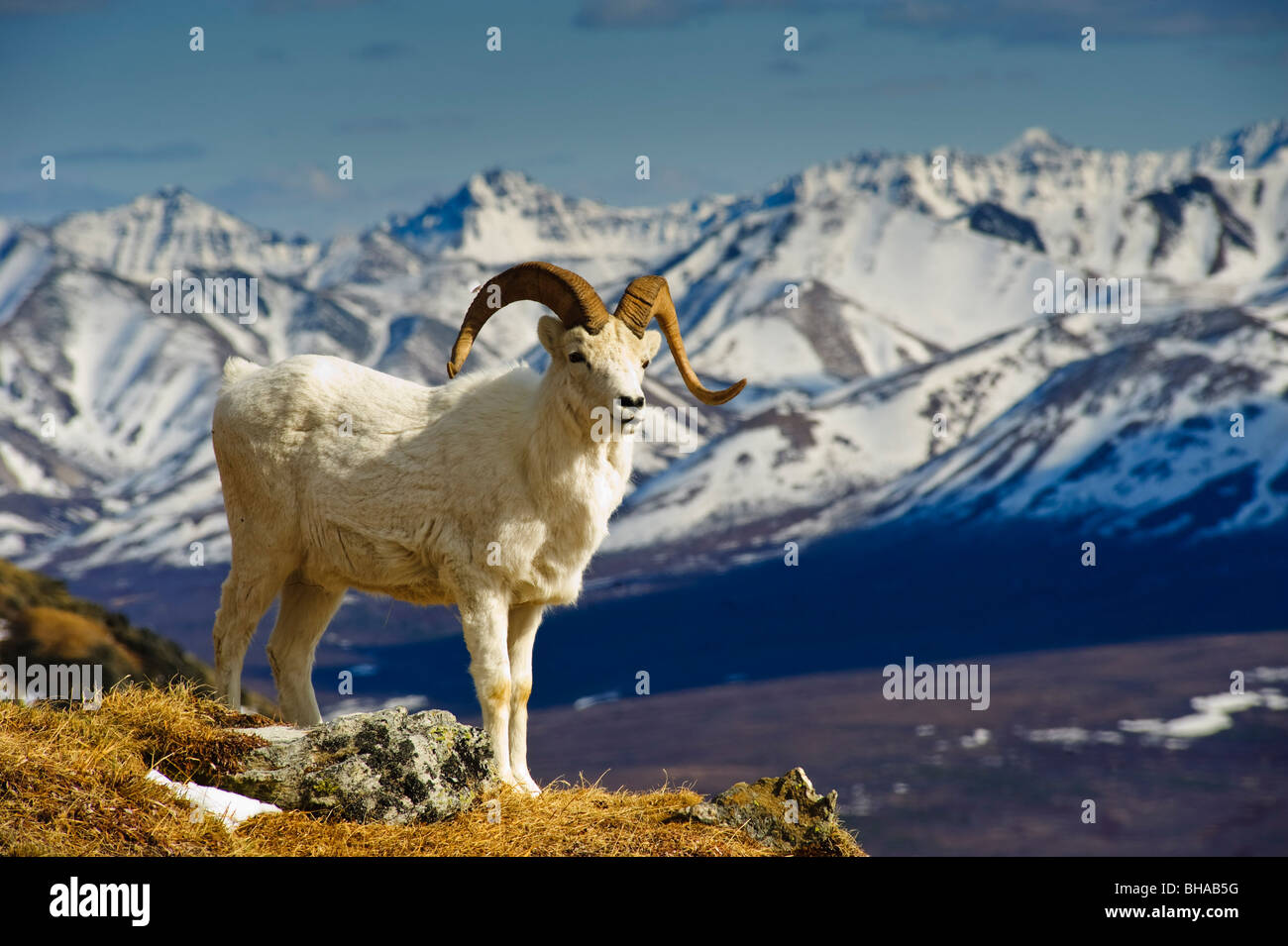 A young Dall sheep ram standing on Mount Margaret with the Alaska Range in the background, Denali National Park, Alaska, Spring Stock Photo