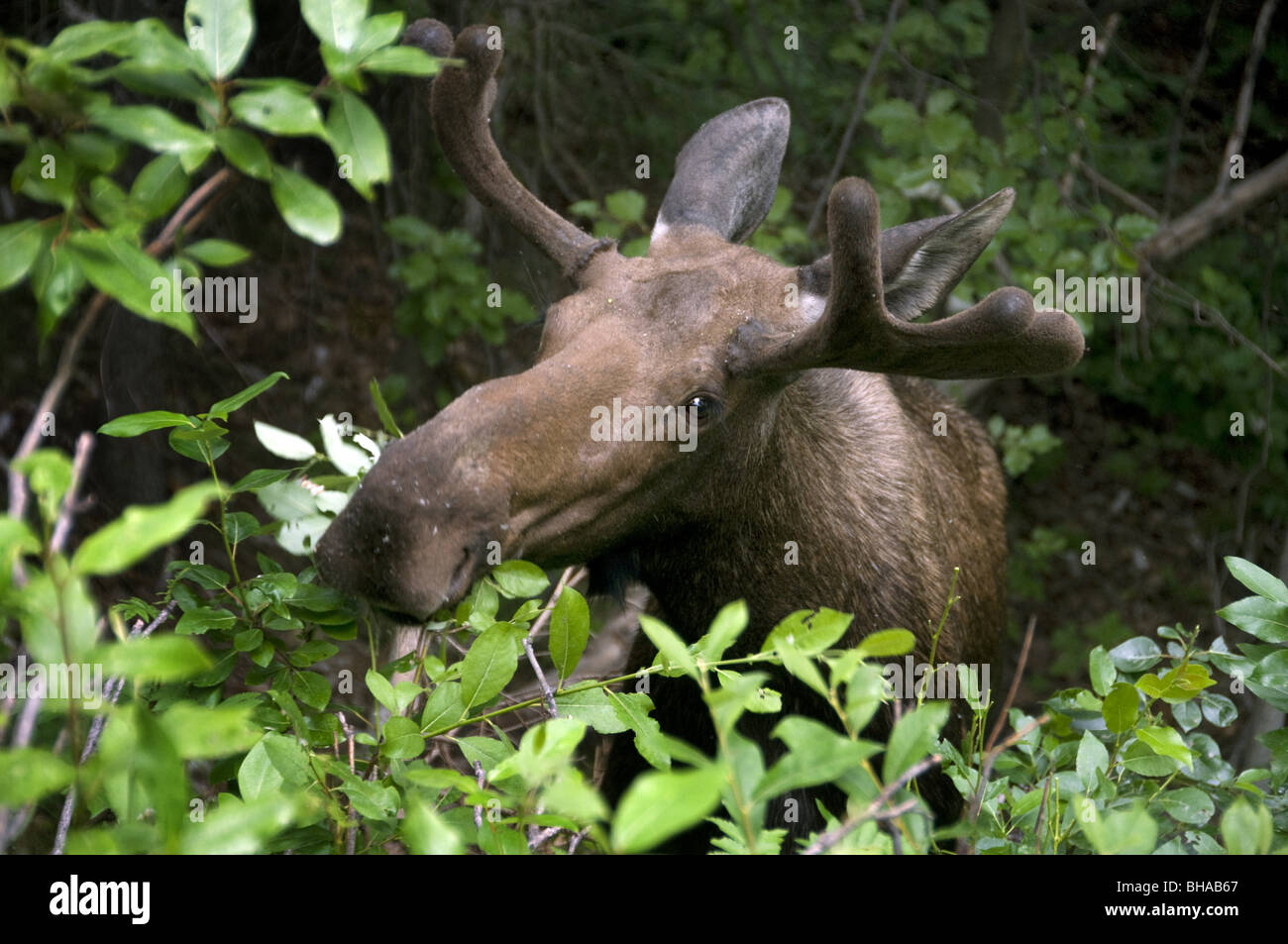 Close up of a moose eating foliage, Southcentral Alaska, Summer Stock