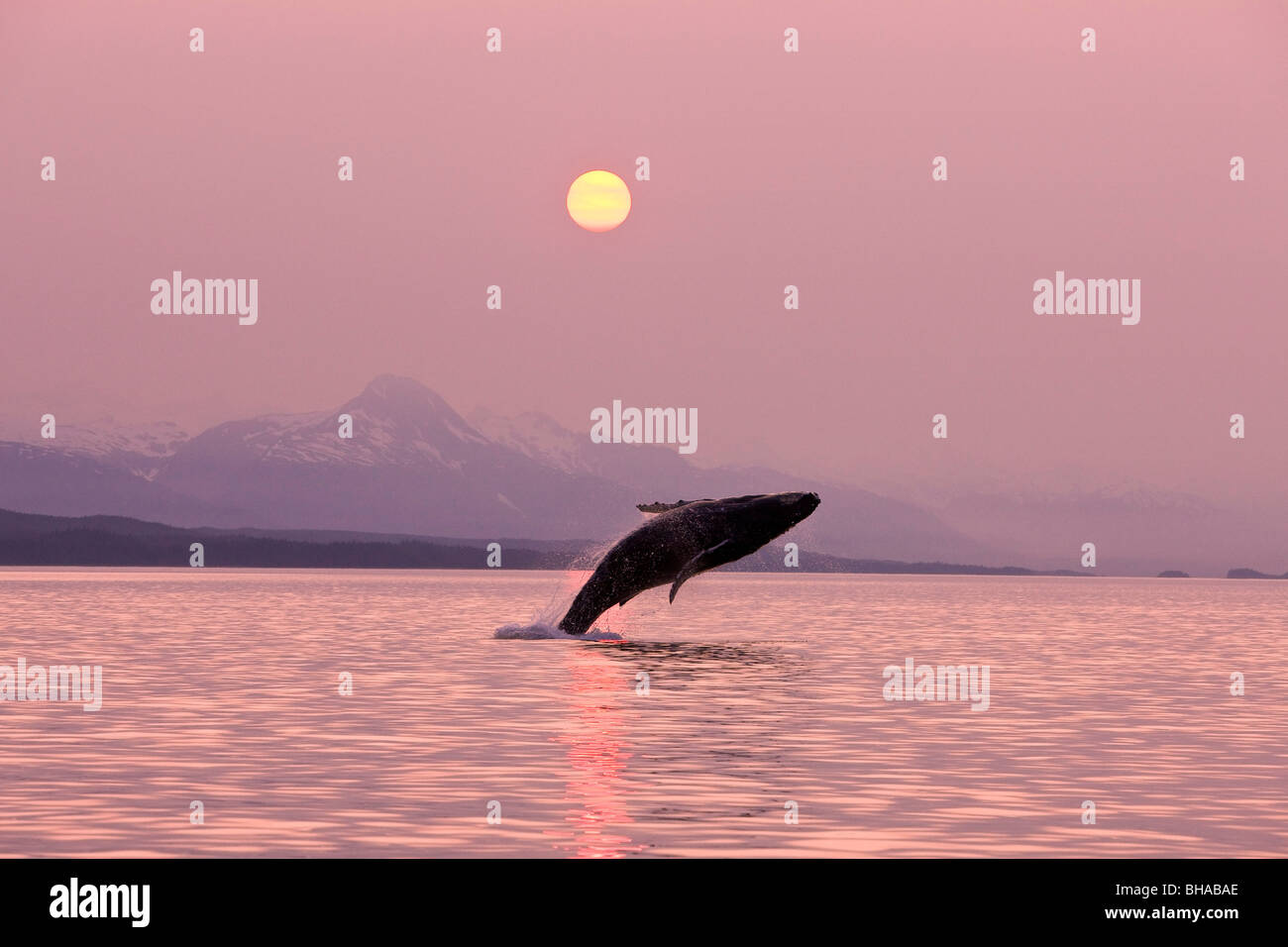Whale Breach Sunset High Resolution Stock Photography and Images - Alamy