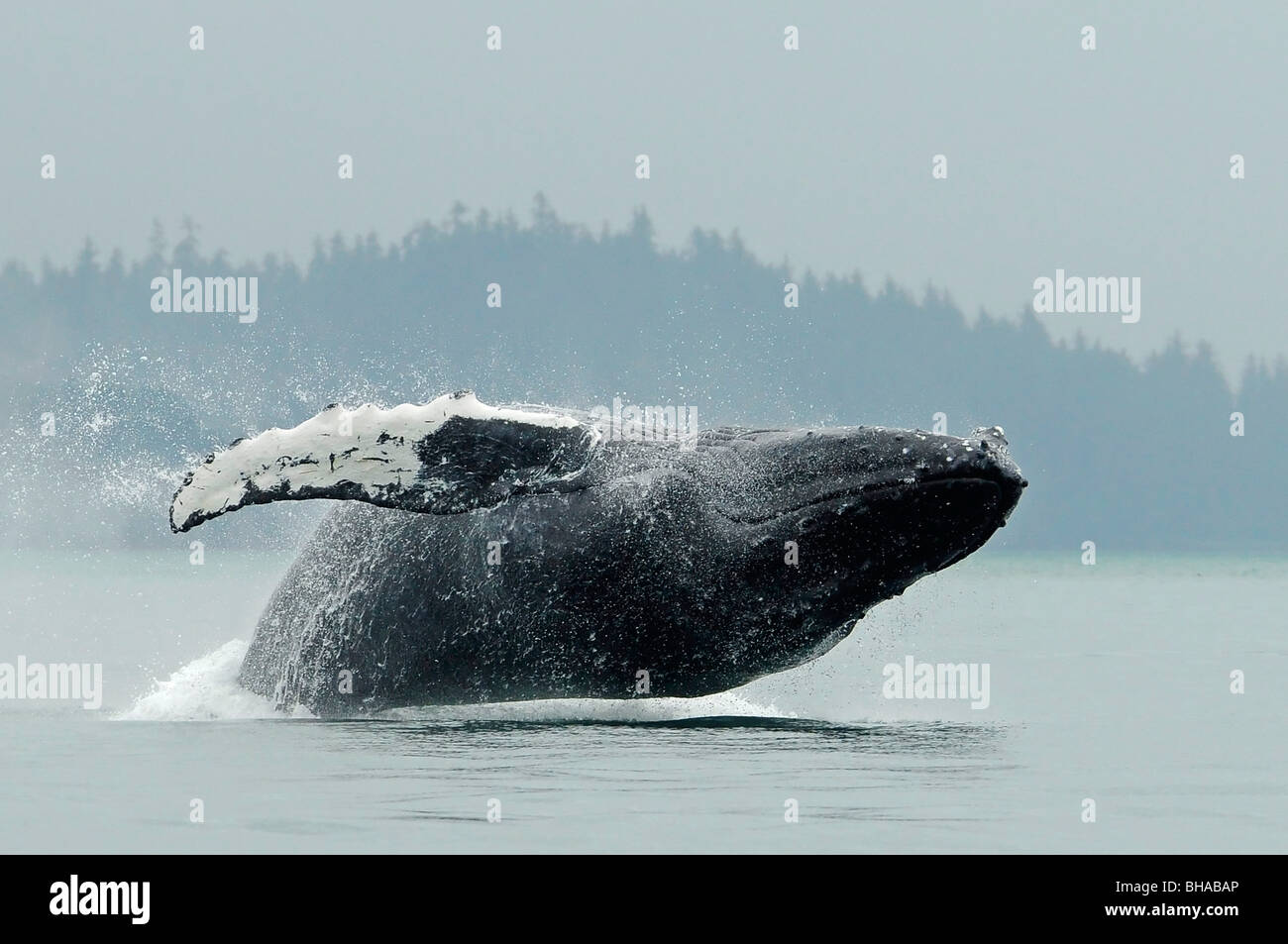 Alaska humpback whale hi-res stock photography and images - Alamy