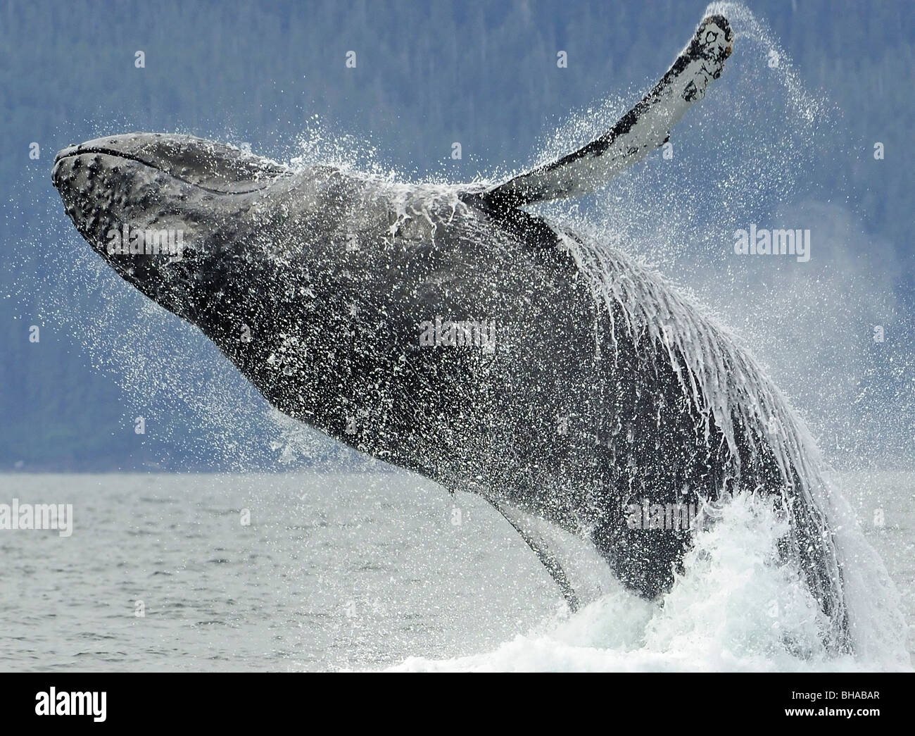 Humpback whale breaching near Juneau during Summer in Southeast Alaska Stock Photo