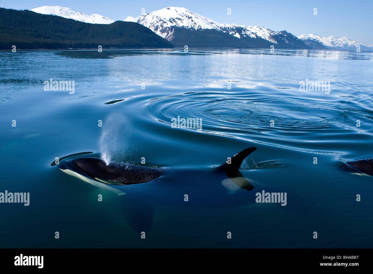 lynn-canal-orca-hi-res-stock-photography-and-images-alamy