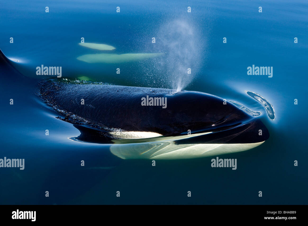 Orca Whale surfaces in Lynn Canal, Inside Passage, Alaska Stock Photo