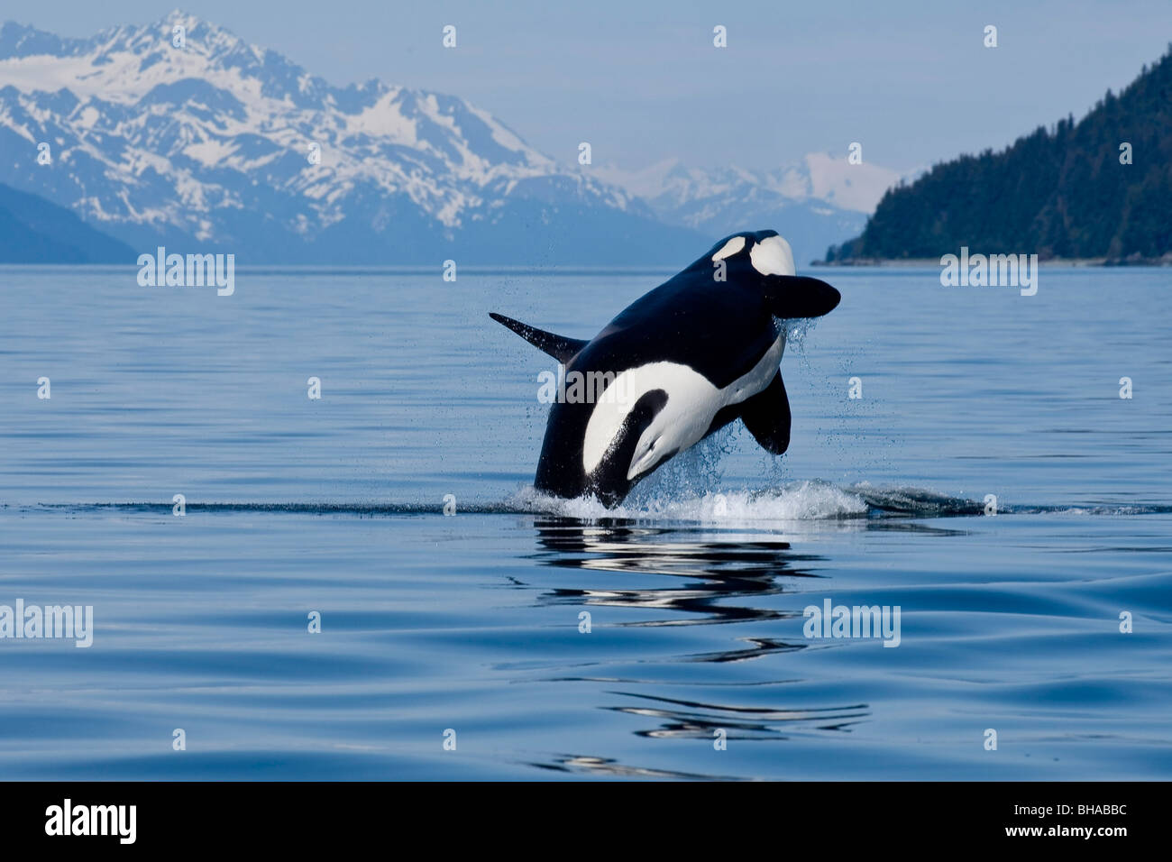 Killer whale jump hires stock photography and images Alamy