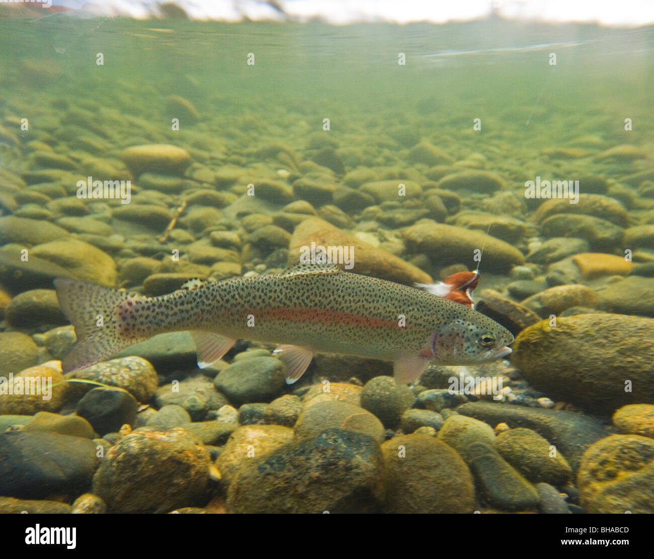 Underwater view of rainbow trout caught by fly fisherman, Montana