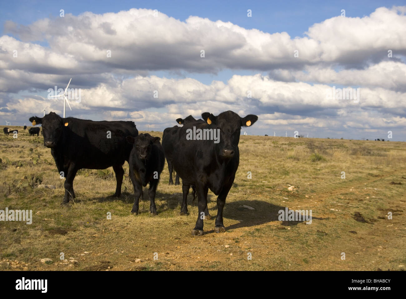 Cows in front Power Generating Wind Turbines Stock Photo - Alamy