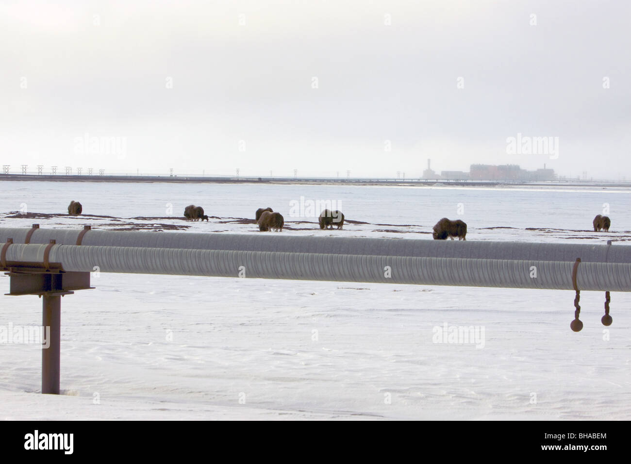 Musk oxen stands on snowcovered ground with plant facility in the background on the north slope, Prudhoe bay Arctic, Alaska Stock Photo