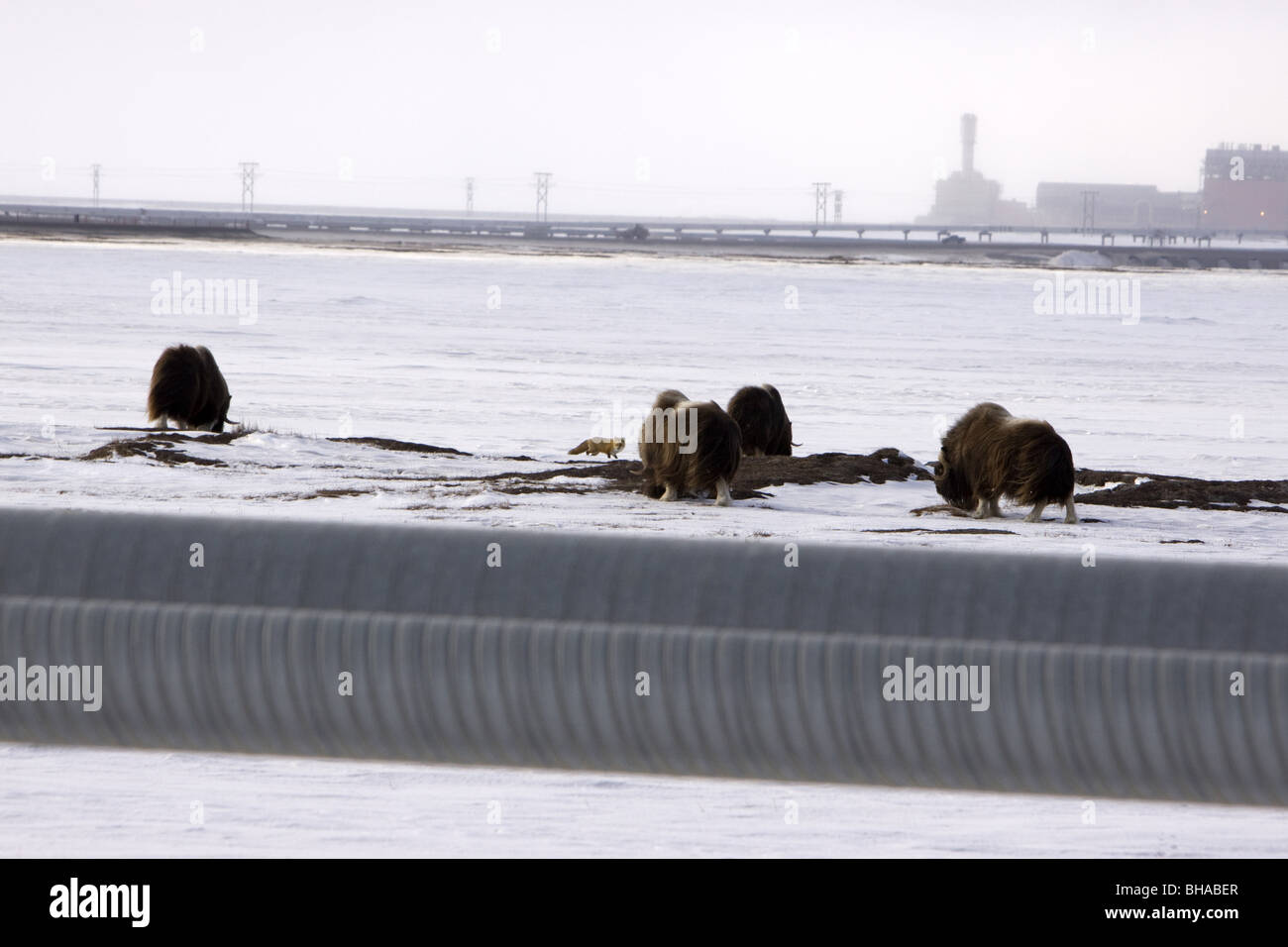 Musk oxen stands on snowcovered ground with plant facility in the background on the north slope, Prudhoe bay Arctic, Alaska Stock Photo