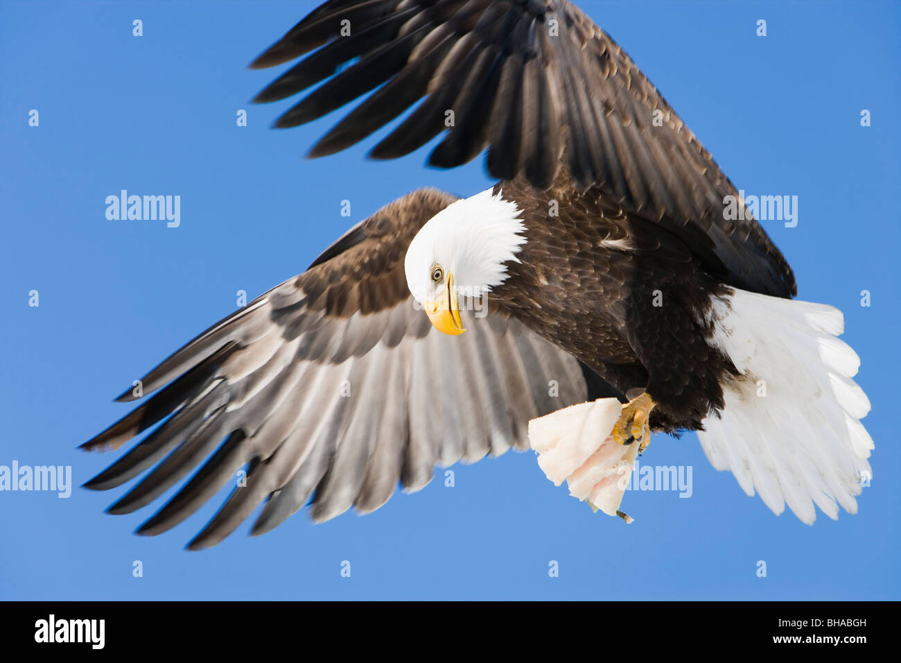 Bald Eagle in flight with talons holding fish near Eagle River, Alaska