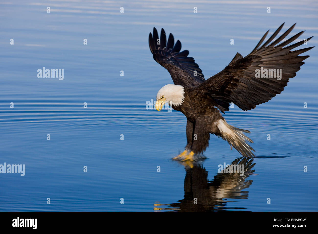 A Bald Eagle, it's talons just breaking the surface, catches fish on a  Spring morning in Southeast Alaska's Inside Passage. Stock Photo