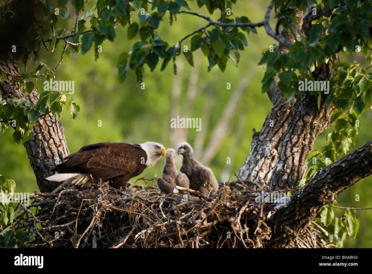 Bald Eagle & Eaglets on Nest Potter Marsh SC AK Spring Anchorage Stock