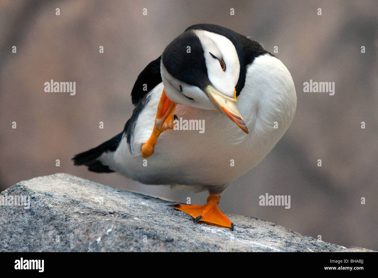 Portrait of Horned Puffin scratching its head at Alaska Sealife Center, Seward, Southcentral Alaska, Summer, CAPTIVE Stock Photo