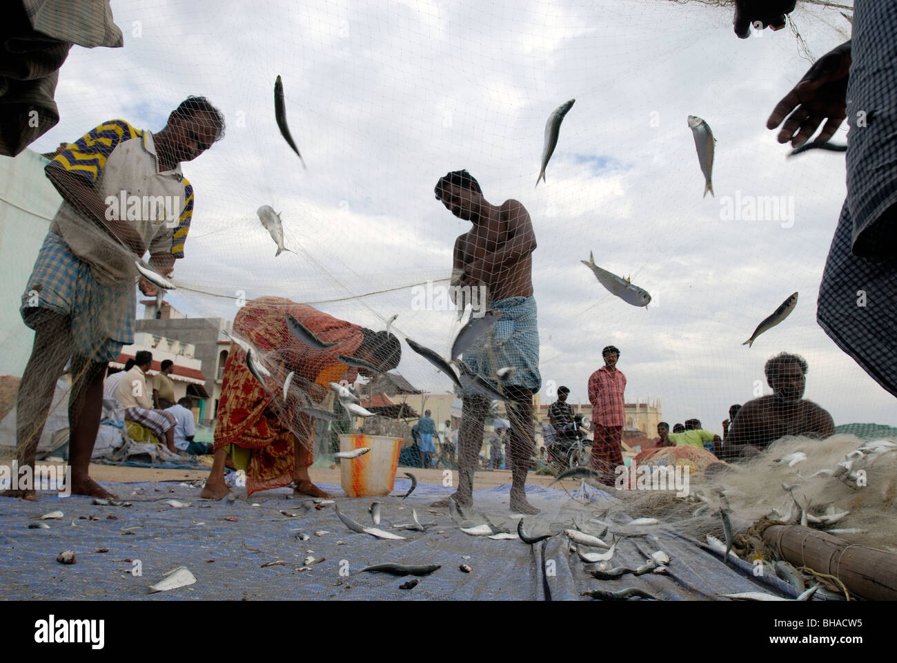 Fishermen collecting fish from the fishing net in Kanyakumari