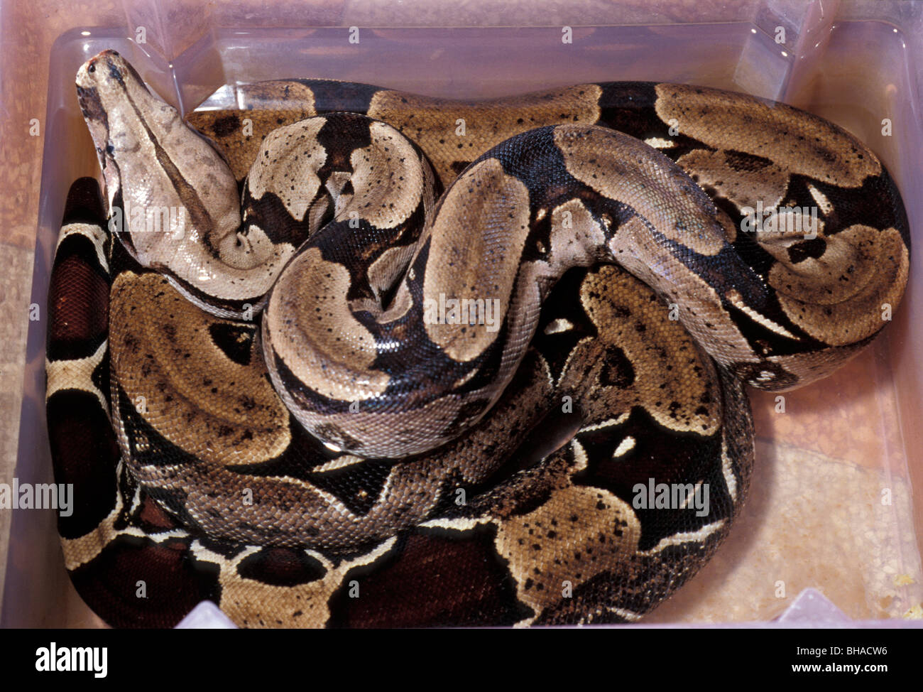Boidae