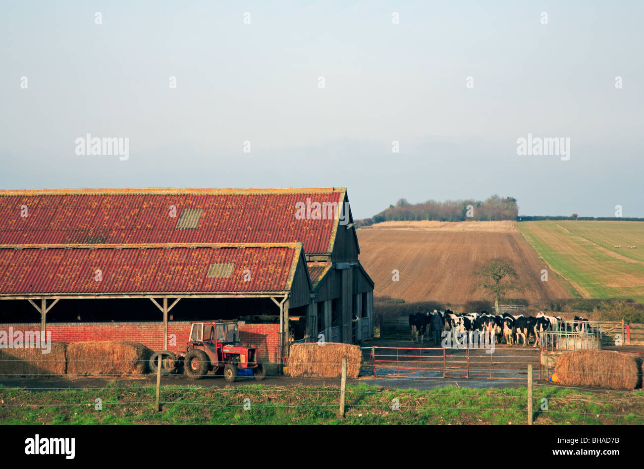 An East Anglian dairy herd about to be let out to graze. Stock Photo