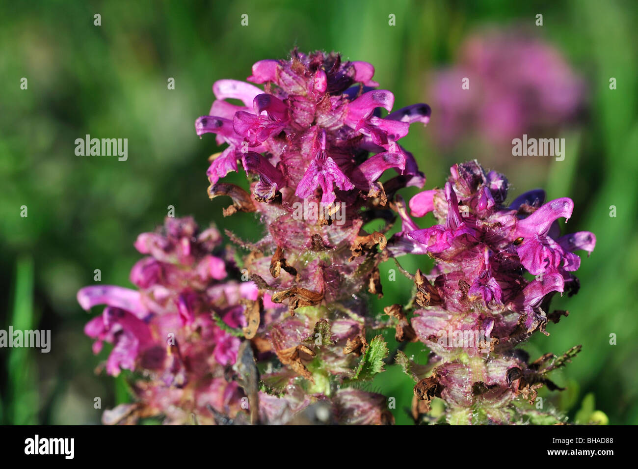 Whorled lousewort (Pedicularis verticillata) in flower in the Swiss Alps, Switzerland Stock Photo