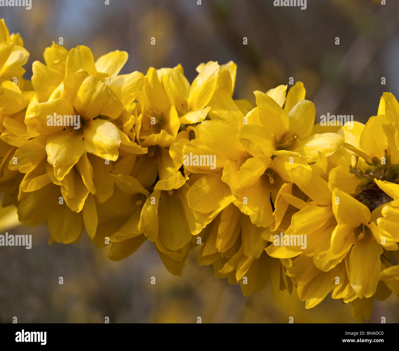 Yellow Forsythia Stock Photo