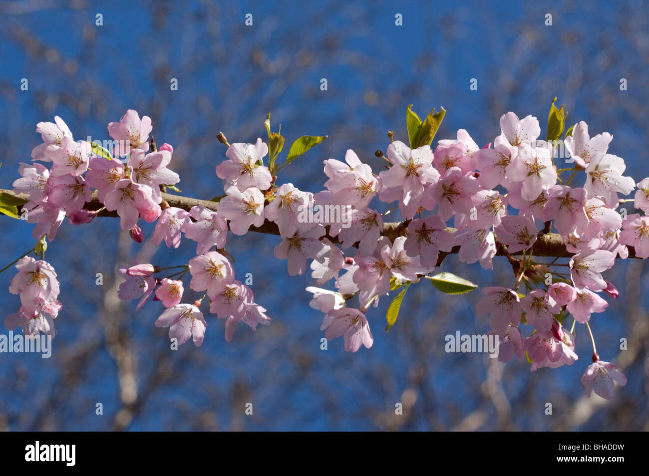 Prunus Pink Shell (Ornamental Cherry Blossom) Stock Photo