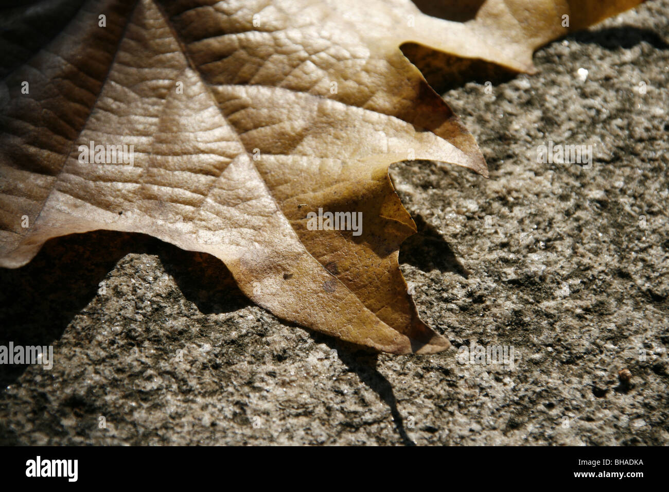 one single  fallen brown leaf on road surface Stock Photo