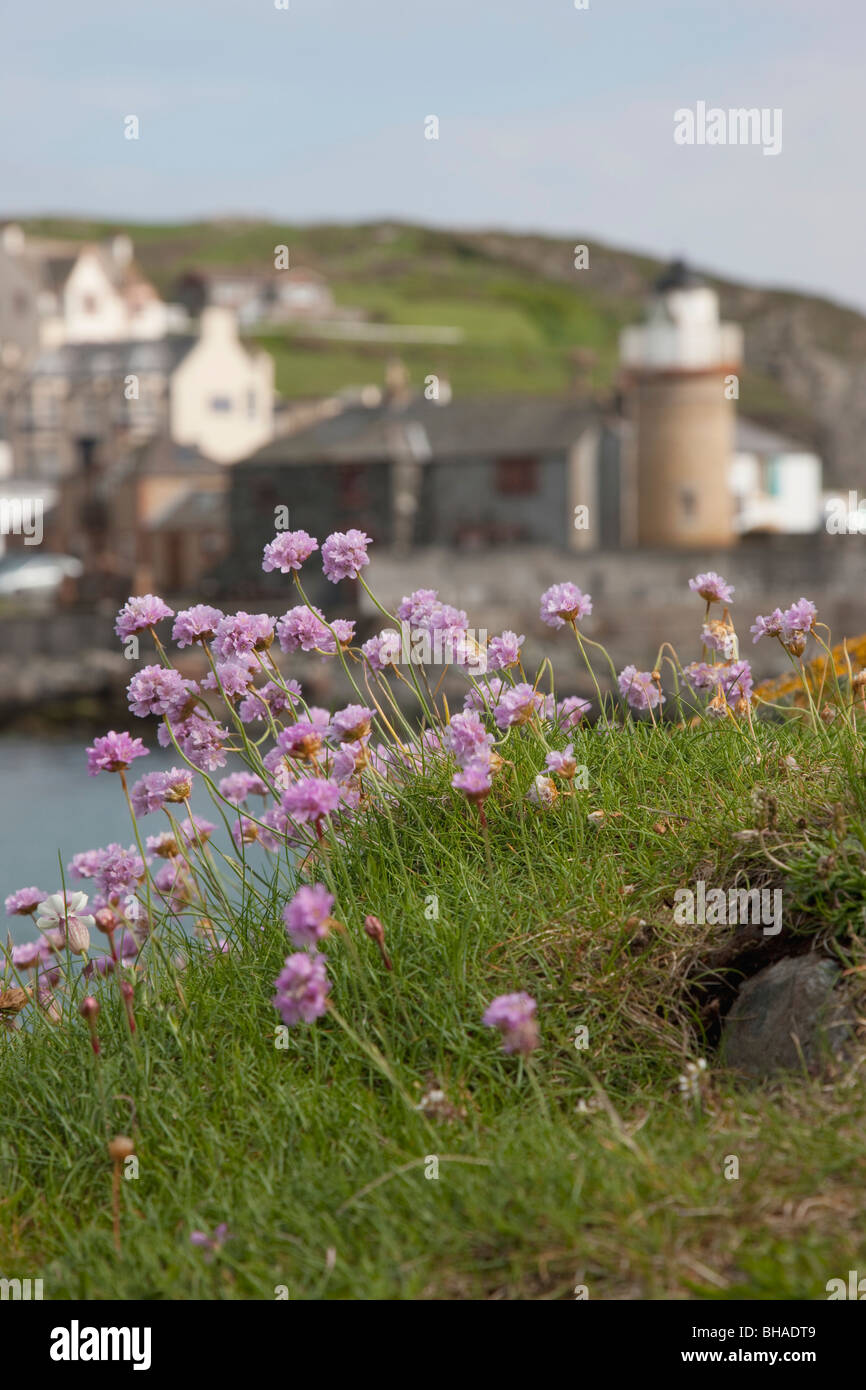 Purple wildflowers, Portpatrick, Dumfries and Galloway, Scotland Stock