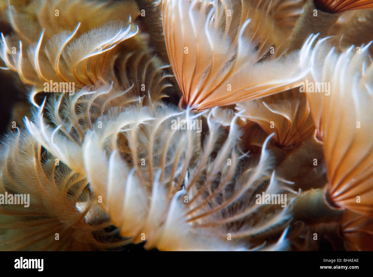 Feather duster tube worm cluster hires stock photography and images