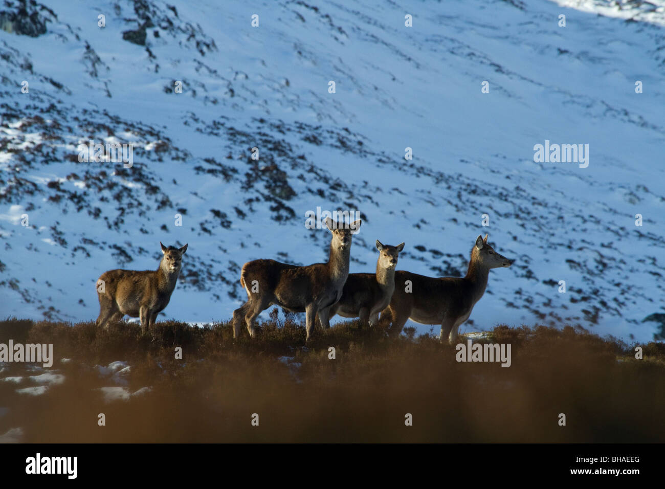 Red deer, Cervus elaphus, hinds and young in the Scottish Highlands Stock Photo