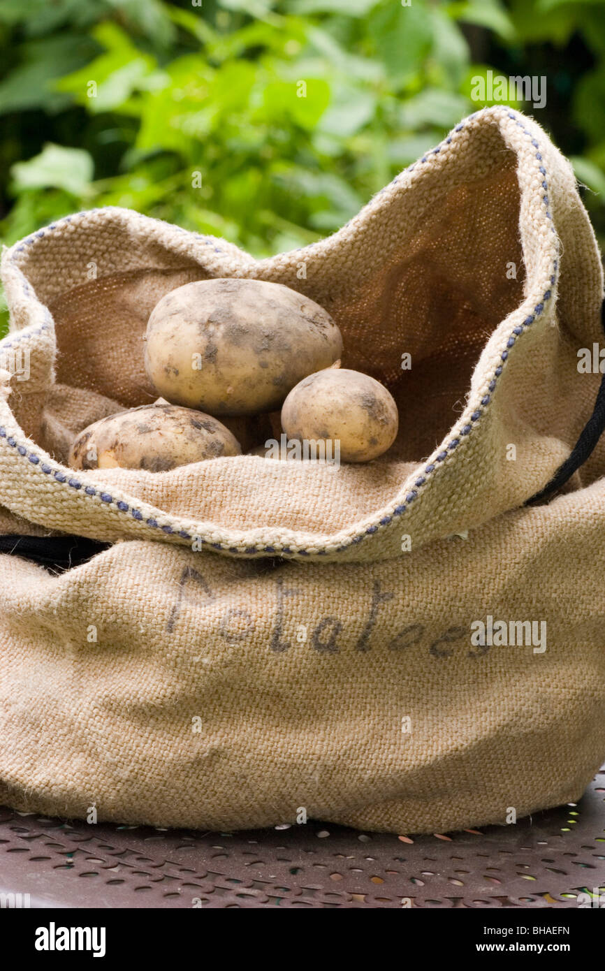 hessian sack of freshly picked potatoes in cottage garden Stock Photo